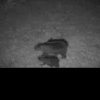 VIDEO: O ursoaică cu doi pui, la plimbare, în miez de noapte, prin Parcul Național Munții Rodnei
