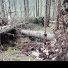 Încă un caz de muncitor lovit fatal de un arbore afectat de furtună, în zona de munte a ...