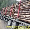 Sute de transporturi fictive de lemn din Ungaria spre Broșteni, descoperite și sancționate ...