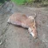 Urșii au omorât două vite și un cal în doar două zile în zona Panaci