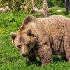 Alerta pe Valea Prahovei! Un urs a fost văzut chiar în Sinaia. S-a emis un mesaj RO-ALERT