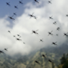 Autoritățile din Hawaii eliberează milioane de țânțari din elicoptere: ce vor să rezolve prin această măsură ciudată