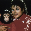 Cimpanzeul lui Michael Jackson încă trăiește! Are 41 de ani și se bucură de condiții bune, în urma moștenirii primite / Cum reacționează la muzica megastarului