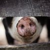Incident la o fermă de animale din judeţul Argeş: Cinci bărbaţi au ajuns la spital şi peste 50 de oi au murit, după ce s-a folosit o substanţă pentru spălare