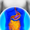 Microbiomul intestinal ar putea influenţa vârsta organismului uman