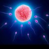 Microplastice găsite în fiecare probă de spermă umană analizată în cadrul unui studiu