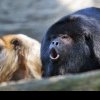 ONG: Peste 200 de maimuţe urlătoare au murit în Mexic din cauza valului de căldură