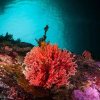 Un coral roşu, observat pentru prima oară în apele de mică adâncime din acest loc de pe Pământ