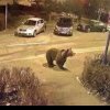 Urs semnalat pe raza localităţii Avrig; mesaj RO-Alert transmis locuitorilor din zonă