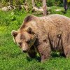 Urşii cerșetori de pe marginea Transfăgărăşanului vor fi relocaţi în Sanctuarul de la Zărneşti