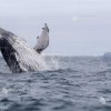 Vânătoarea de balene în Islanda este puțin probabilă în acest an, conform ultimelor declarații ale singurei companii specializate