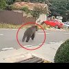 VIDEO Un urs se plimbă nestingherit pe străzi, în plină zi. Mesaj RO-Alert în Buzău