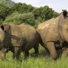 Zeci de rinoceri de Java, specie ameninţată cu extincţia, ucişi de braconieri după 2018