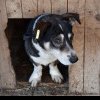 Programul de subvenţionare a sterilizării câinilor cu stăpân aflaţi pe raza municipului Sebeș, în anul 2024. Precizările Primăriei