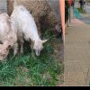 VIDEO ȘTIREA TA: Două oi și doi iezi, la păscut într-un cartier din Alba Iulia, în zona caminelor studențești