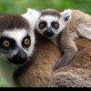 Din seria ce mai fură românii: lemur, sustras de la Grădina Zoologică