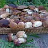 DSP Arad: Atenție la ciupercile culese din pădure!