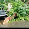 Furtuna a rupt crengile a 5 copaci de pe străzi din municipiu