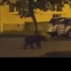 Urs între blocurile de locuințe, printre mașini, la Dej – VIDEO