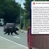 A fost semnalată prezența unui urs în cartierul Slobozia. În două rânduri au fost emise mesaje RO-ALERT