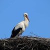 Societatea Ornitologică Română şi „Grupul Milvus” vor derula Recensământul berzelor albe, în perioada 15 iunie – 15 iulie