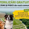 Încă o campanie de sterilizări gratuite pentru proprietarii de câini și pisici din Mioveni