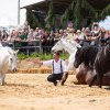 Haidook Summer Fest, trei zile de aventură la Runcu! Pasionații de echitație pot admira caii de rasă