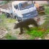 O familie de pe Valea Dâmboviței s-a trezit cu ursul în gospodărie! Panică în comuna Râu Alb