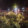 Primele pagube provocate de vijelia puternică, în Dâmbovița: Copaci căzuți pe carosabil și un beci inundat