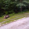 Doi turisti, atacati de un urs, in timpul zilei, in statiunea Slanic Moldova (FOTO)