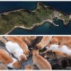 Insula din Japonia cu 36 de pisici la fiecare locuitor