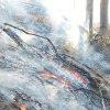 Măsuri pentru prevenirea incendiilor de pădure, luate la nivelul Direcţiei Silvice Prahova