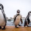 Populaţia de pinguini Humboldt din ­Chile riscă să dispară