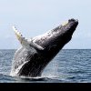 Potrivit unui studiu, balenele gri din Oceanul Pacific se micşorează pe măsură ce clima se încălzeşte