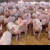 PIERDERI MASIVE PENTRU INVESTITORI Colapsul unei ferme gigant de porci