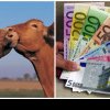 REGÂNDIREA SISTEMULUI DE SUBVENȚII Fermierii din Ungaria primesc subvenţie dublă pe litrul de lapte, față de români