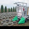 Cât a ajuns să coste mașina românească de recoltat lavandă? A fost inventată la Cluj și poate culege un lan în câteva ore