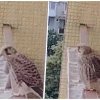 Cluj: Un șoim superb și-a făcut apariția pe un balcon din Gheorgheni! Pasărea minunată, surprinsă de un clujean! - VIDEO