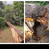 Furtuna de aseară a făcut ravagii și în cartierul Gheorgheni din Cluj: Un copac a fost smuls complet din rădăcini-FOTO