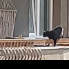 Pisică lăsată pe un balcon din Cluj în timpul caniculei. Vecinii i-au sărit în ajutor: ,,Dacă nu vine în 4 ore, chem Poliția