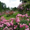 Simfonie de culori la Grădina Botanică din Cluj-Napoca: Trandafirii sunt la maximă înflorire! - FOTO