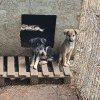 Adăpostul de câini al Primăriei Bacău, asaltat de “iubitori” de animale în căutare de rase pure
