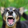 Incident tensionat la Strada Maramureșului: Proprietara unui câine a amințat că dă drumul animalului pe strada dacă acesta nu este relocat