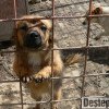 O nouă campanie de sterilizare gratuită pentru câinii cu proprietar în Bacău
