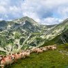 Reglementarea păstoritului în Parcul Național Retezat, esențială pentru biodiversitate