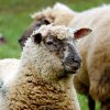 Deputat cercetat după ce a scos oile la păscut