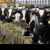 Premieră mondială: Taxă pe emisiile de carbon de la vaci şi porci