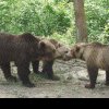 Tanczos Barna: „După opt ani, ursul poate fi din nou vânat în România”