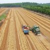 Recoltă bogată de cereale în China