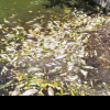 De ce mor peștii din lacul Ciric? Primăria avertizează că nu sunt buni de mâncat